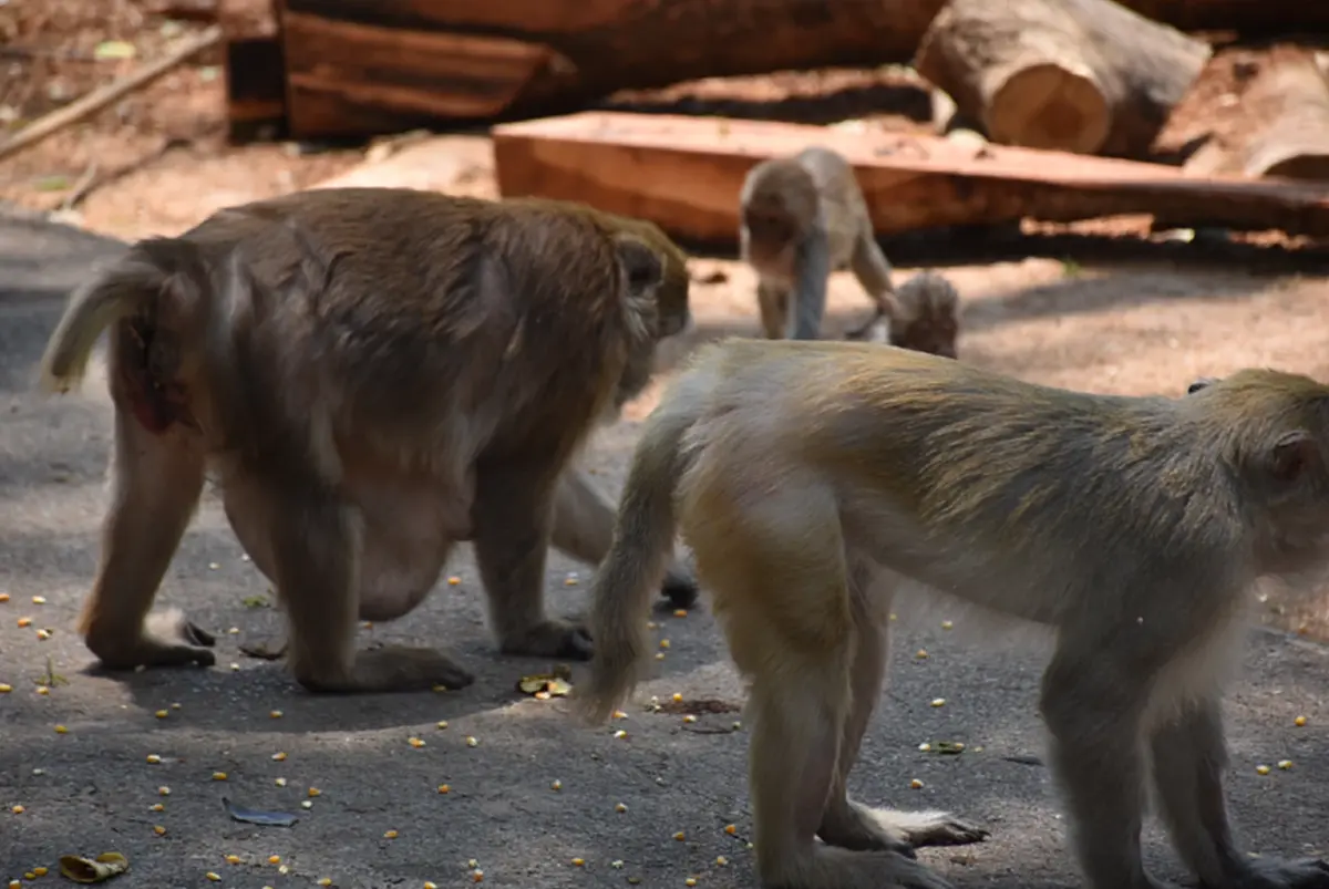 ลิงวอกเมืองเลยผอมโซ! เซ่นภัยแล้งต้องคุ้ยถังขยะประทังชีวิต