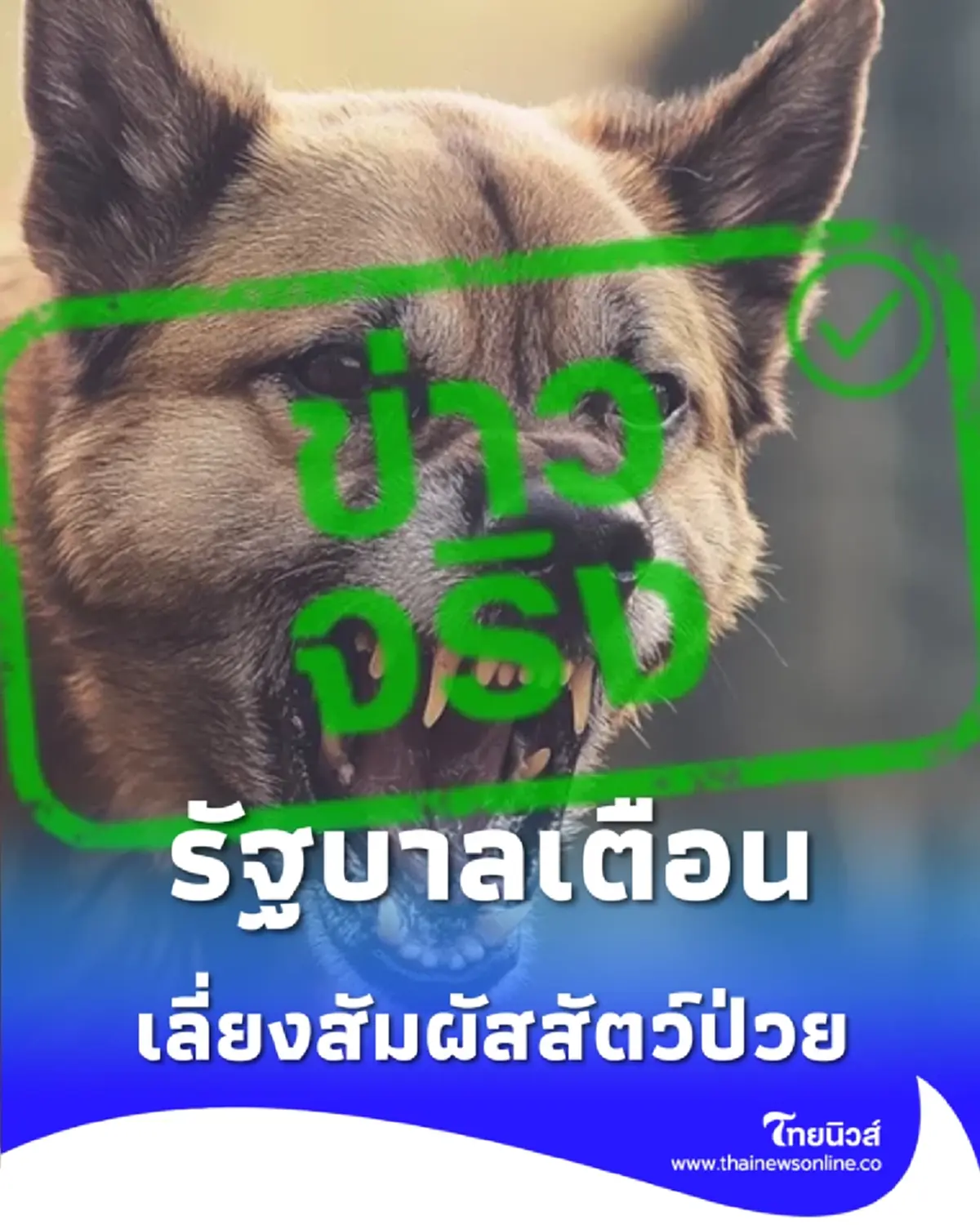 รัฐบาลเตือน ห้ามชำแหละสัตว์ที่ป่วยตายผิดปกติ อาจเสี่ยงติดเชื้อพิษสุนัขบ้า