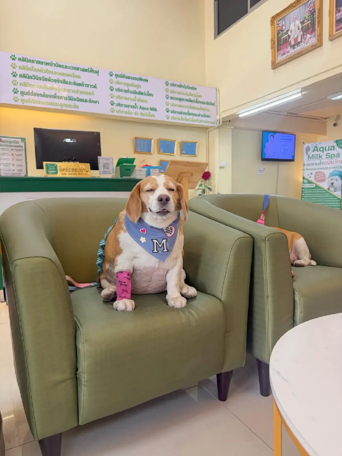 แห่ส่งกำลังใจ เผยนาที "มู่ทู่" โดนกัด เจ้าของเล่าสุดเศร้า 