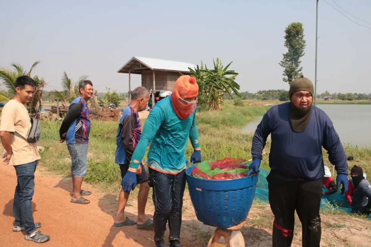 กาฬสินธุ์อ่วม! น้ำมันขาดแคลน กระทบธุรกิจขนส่งกุ้ง ยอดขายดิ่ง