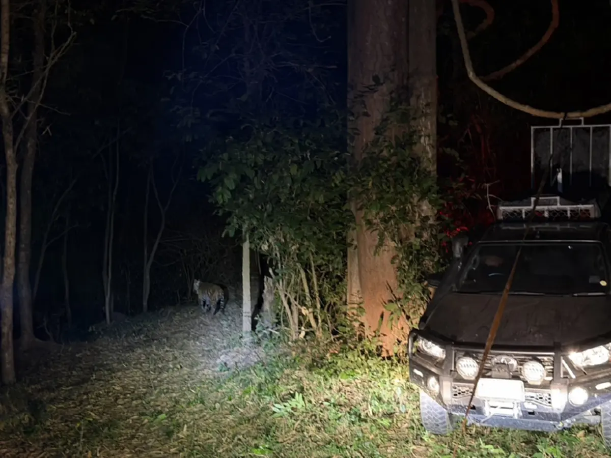 เจ้าปิ่น เสือโคร่ง กลับถึงบ้านปลอดภัย หวนคืนสู่อ้อมกอดผืนป่า