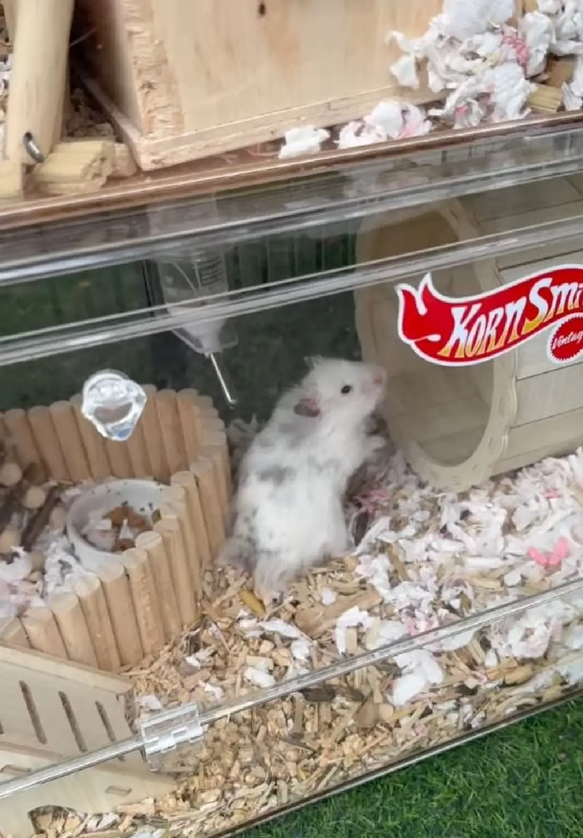 เวทนา 2 ชีวิตน้อยๆถูกโยนทิ้งกองขยะ เห็นแววตายิ่งบีบหัวใจ