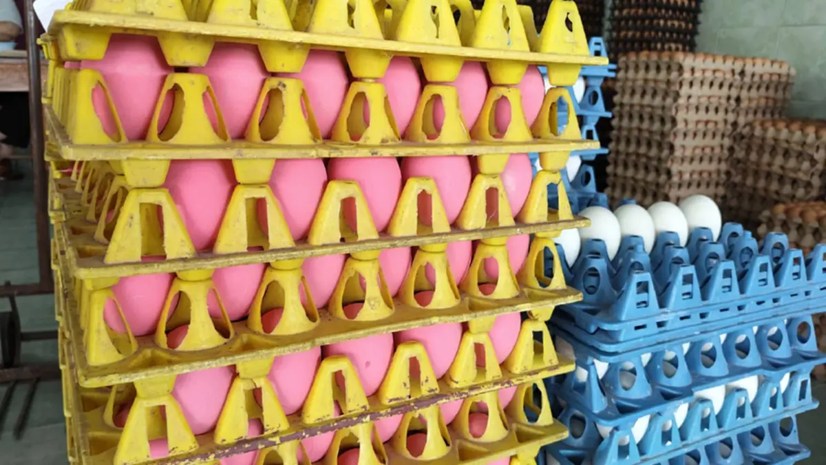 ไข่ไก่ปรับขึ้นแผงละ 6 บาททั่วไทย ชี้อากาศร้อนทำผลผลิตวูบ