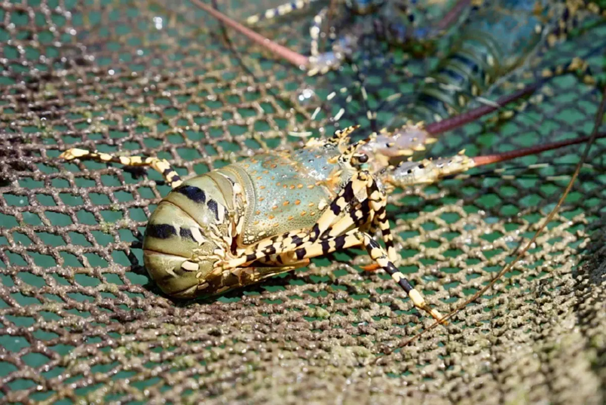 กรมทรัพย์สินทางปัญญา บุกแพ"กุ้งมังกร 7 สีภูเก็ต"ปักหมุดแลนด์มาร์กท่องเที่ยวเชิงอาหาร