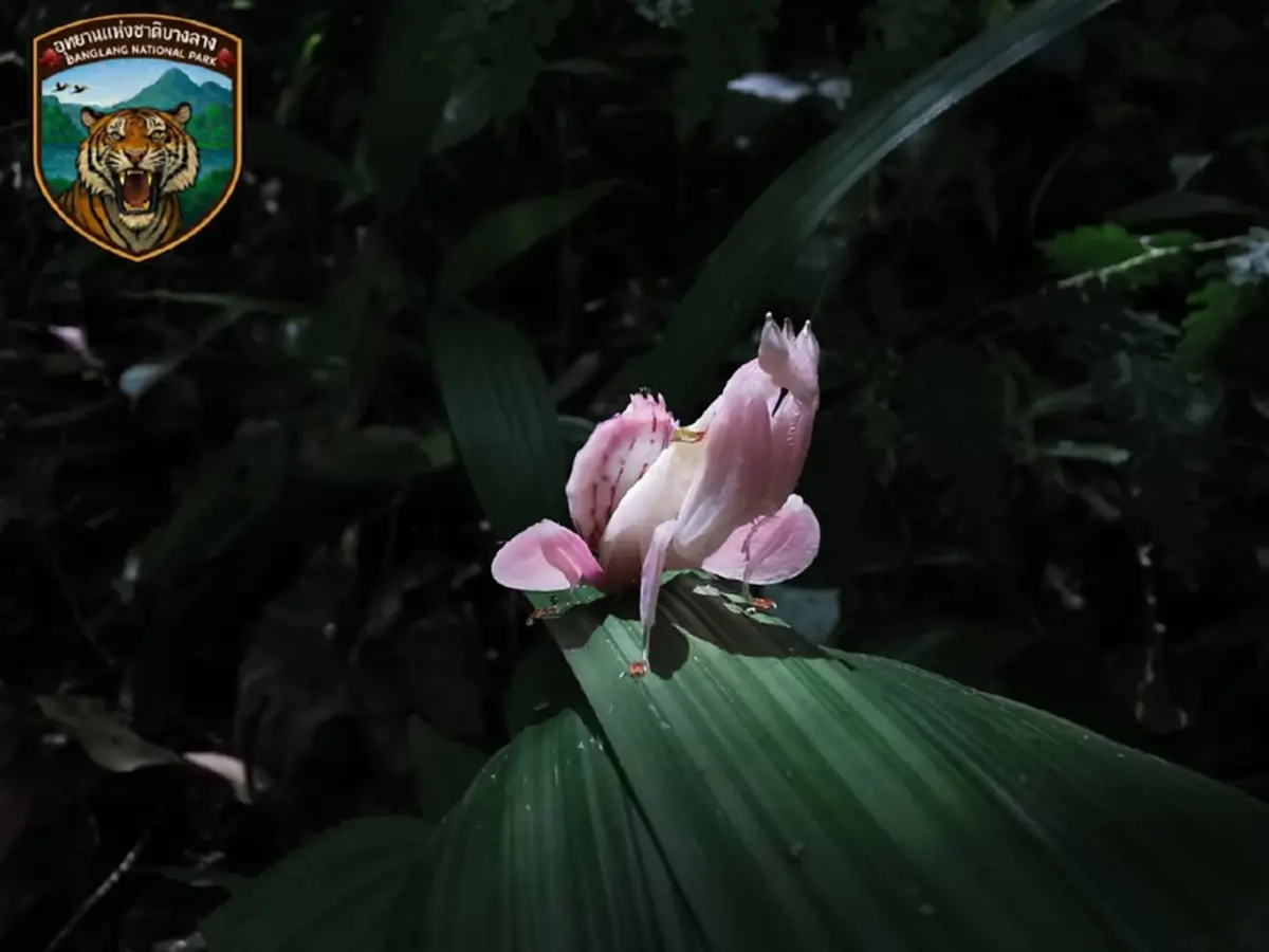 หาดูยาก เปิดภาพ นักล่าในคราบดอกไม้ สุดยอดนักพรางตัว