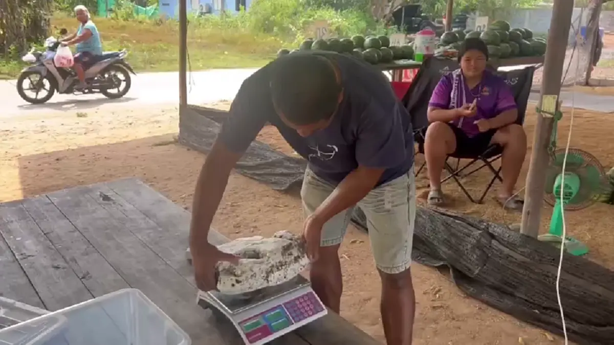 หนุ่มระยอง! พบอ้วกวาฬยักษ์หนัก 5.6 กก. ลอยเกยหาดทะเลงาม