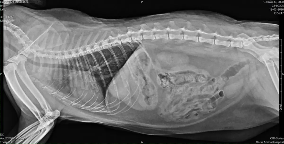 อุทาหรณ์! สัตวแพทย์พบแมวปอดอักเสบ คาดได้รับควันพอตจากเจ้าของ