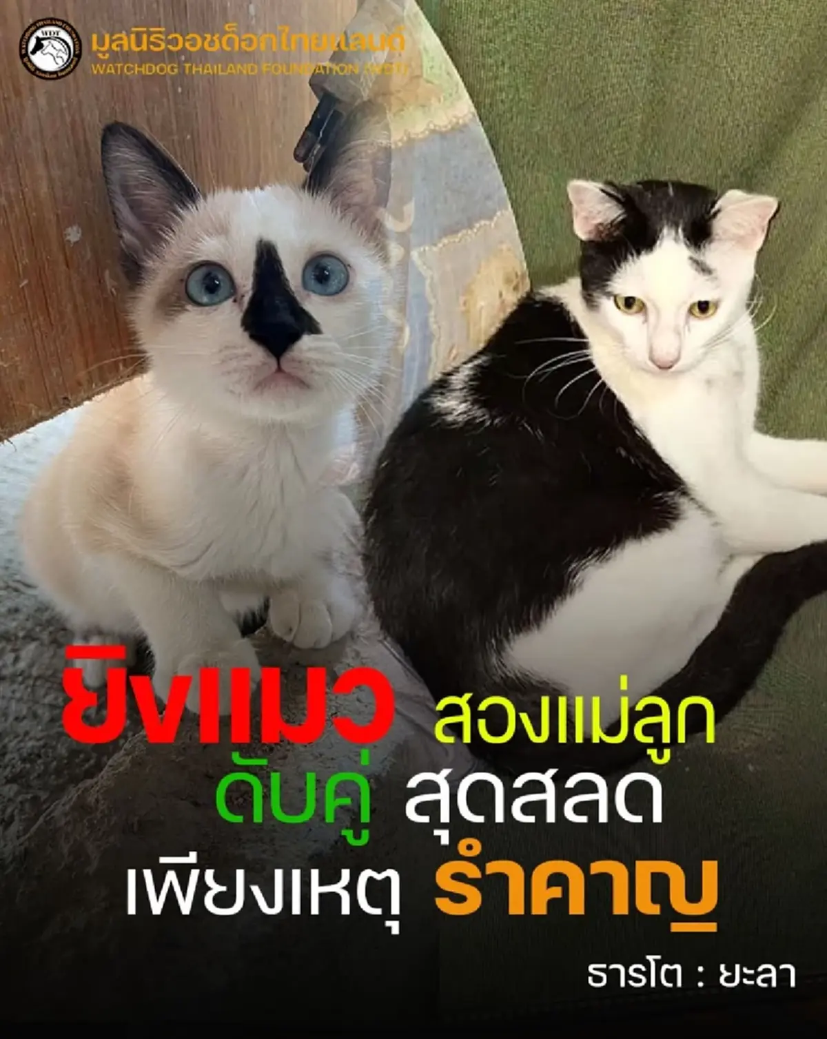 รุมสาป ตชด.กร่าง ลงมือแมว 2 แม่ลูกคาฐาน อ้างเหตุผลเกินรับได้