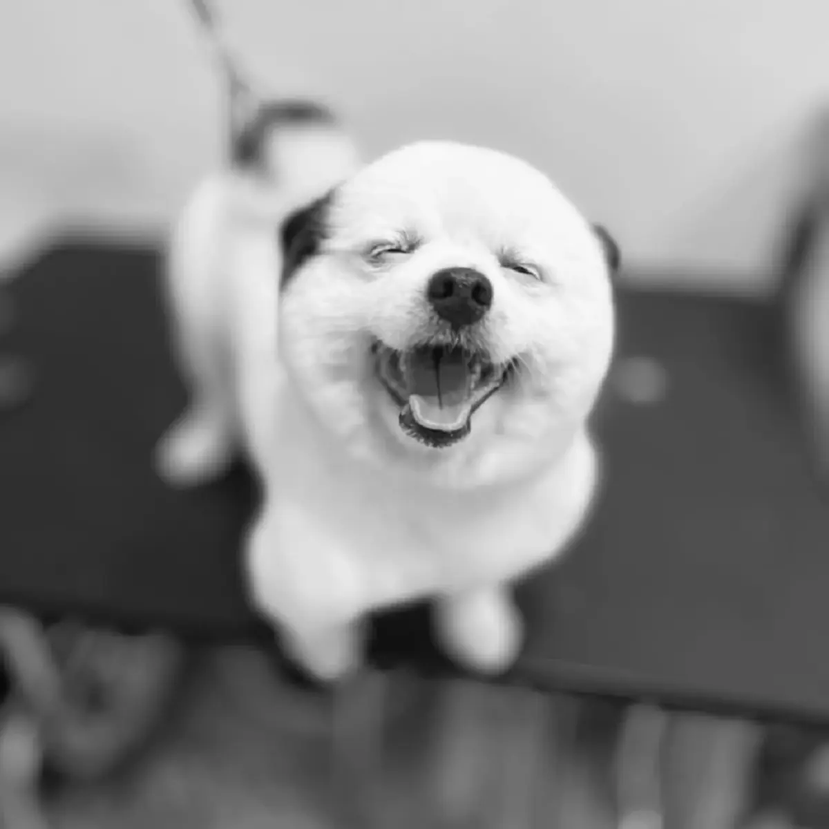 “หญิง รฐา” สูญเสีย “น้องร่ำรวย” เพื่อนรัก 11 ปี หลังป่วยหนัก