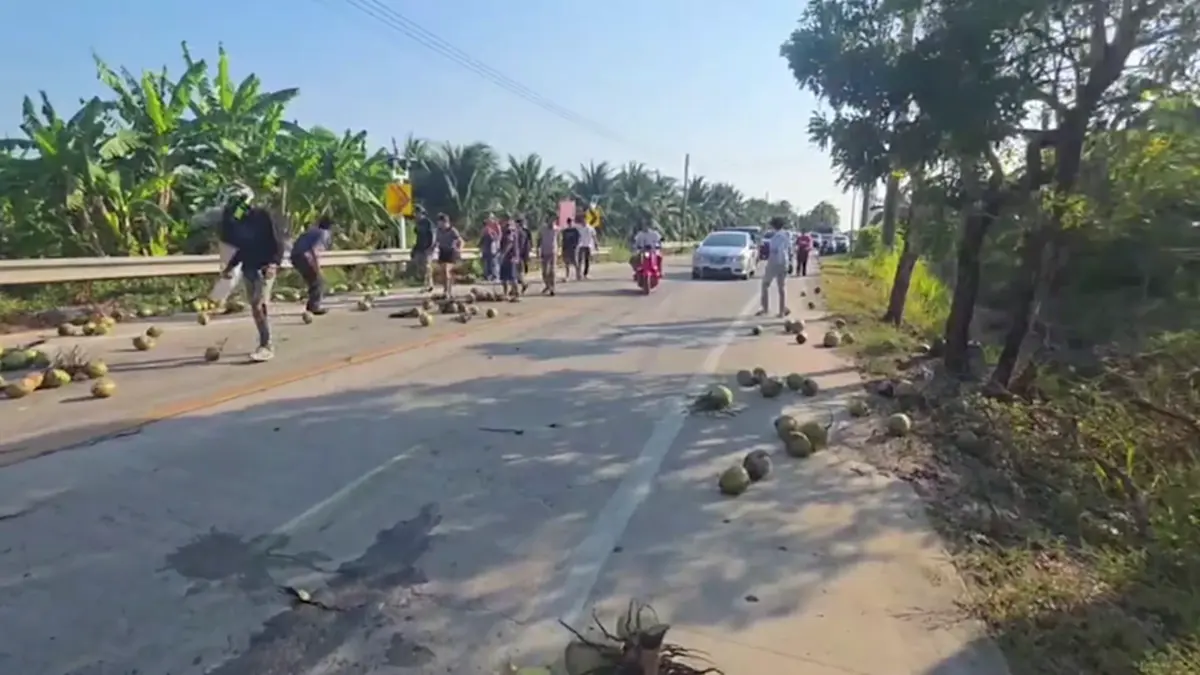 มะพร้าวเกลื่อนถนน! ชาวบ้านช่วยเก็บ หวั่นอุบัติเหตุ วอนรับผิดชอบ