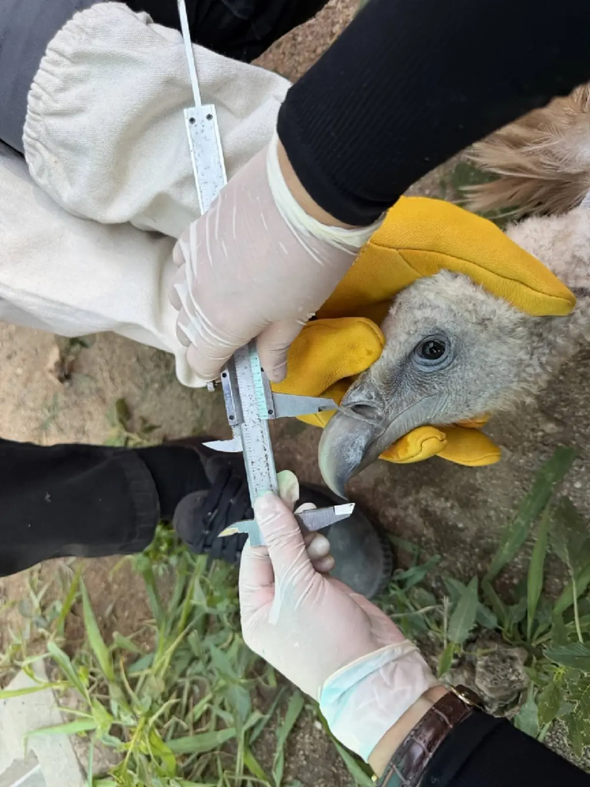เตรียมปล่อย 10 แร้งสีน้ำตาลหิมาลัย คืนสู่ธรรมชาติ เม.ย.นี้
