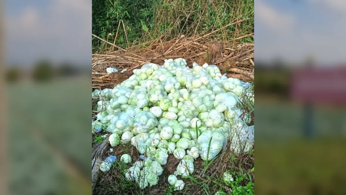 กะหล่ำหล่มสักดิ่งเหว น้ำมันขาดทำส่งไม่ออก เกษตรกรจำใจไถทิ้ง