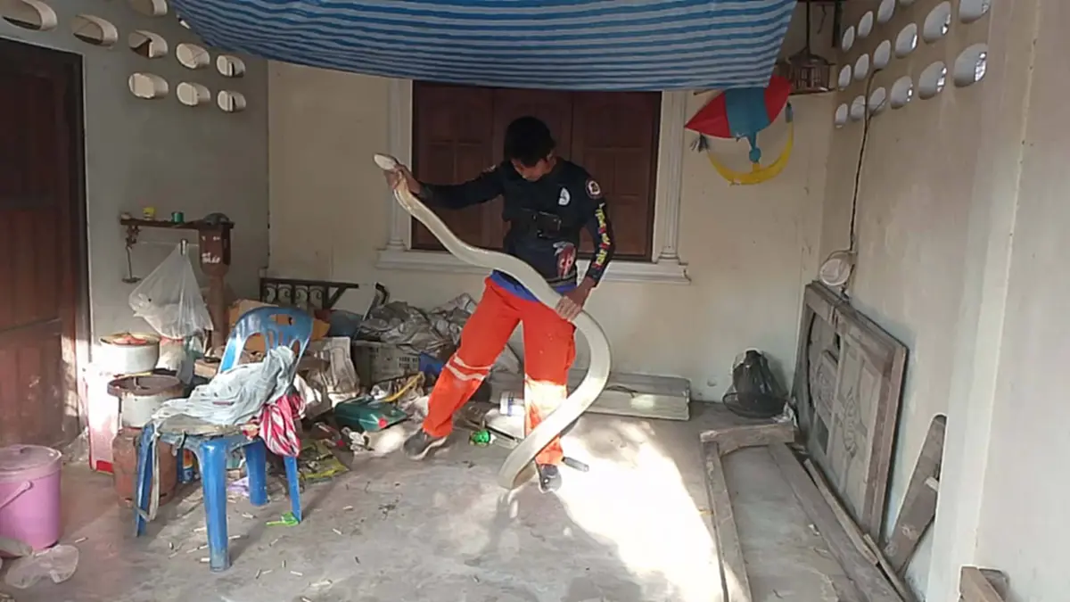 ส่องเลขที่บ้าน งูจงอางยักษ์ เลื้อยซุกใต้ตาชั่งกลางบ้าน
