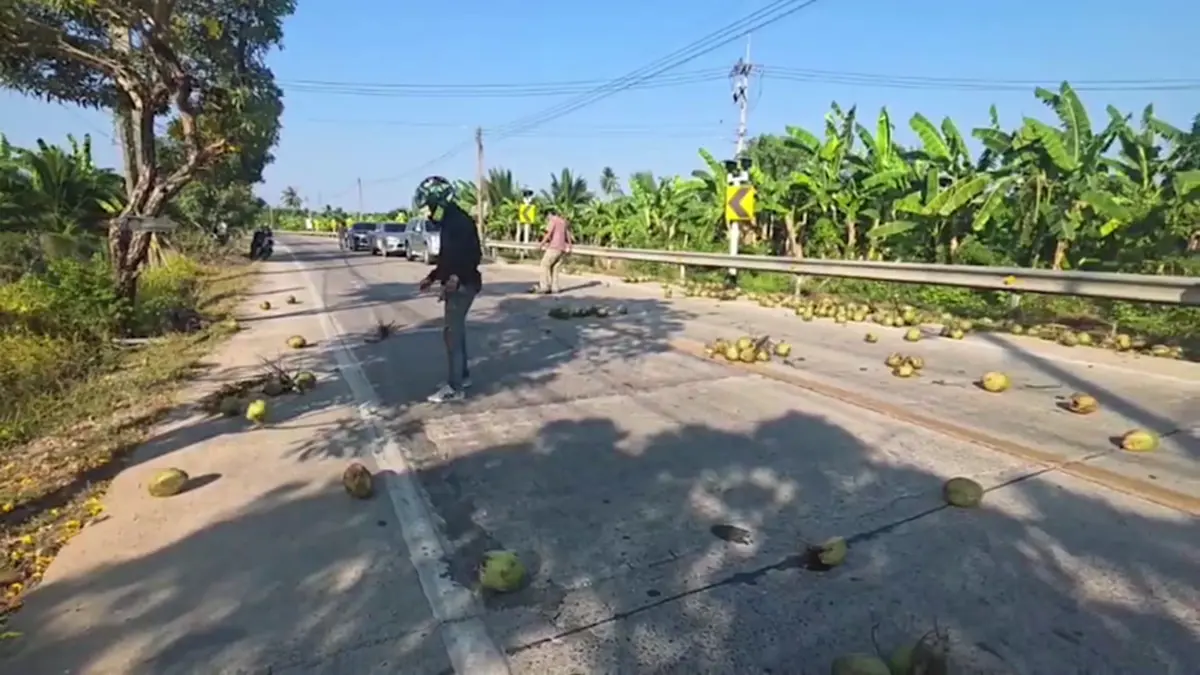 มะพร้าวเกลื่อนถนน! ชาวบ้านช่วยเก็บ หวั่นอุบัติเหตุ วอนรับผิดชอบ