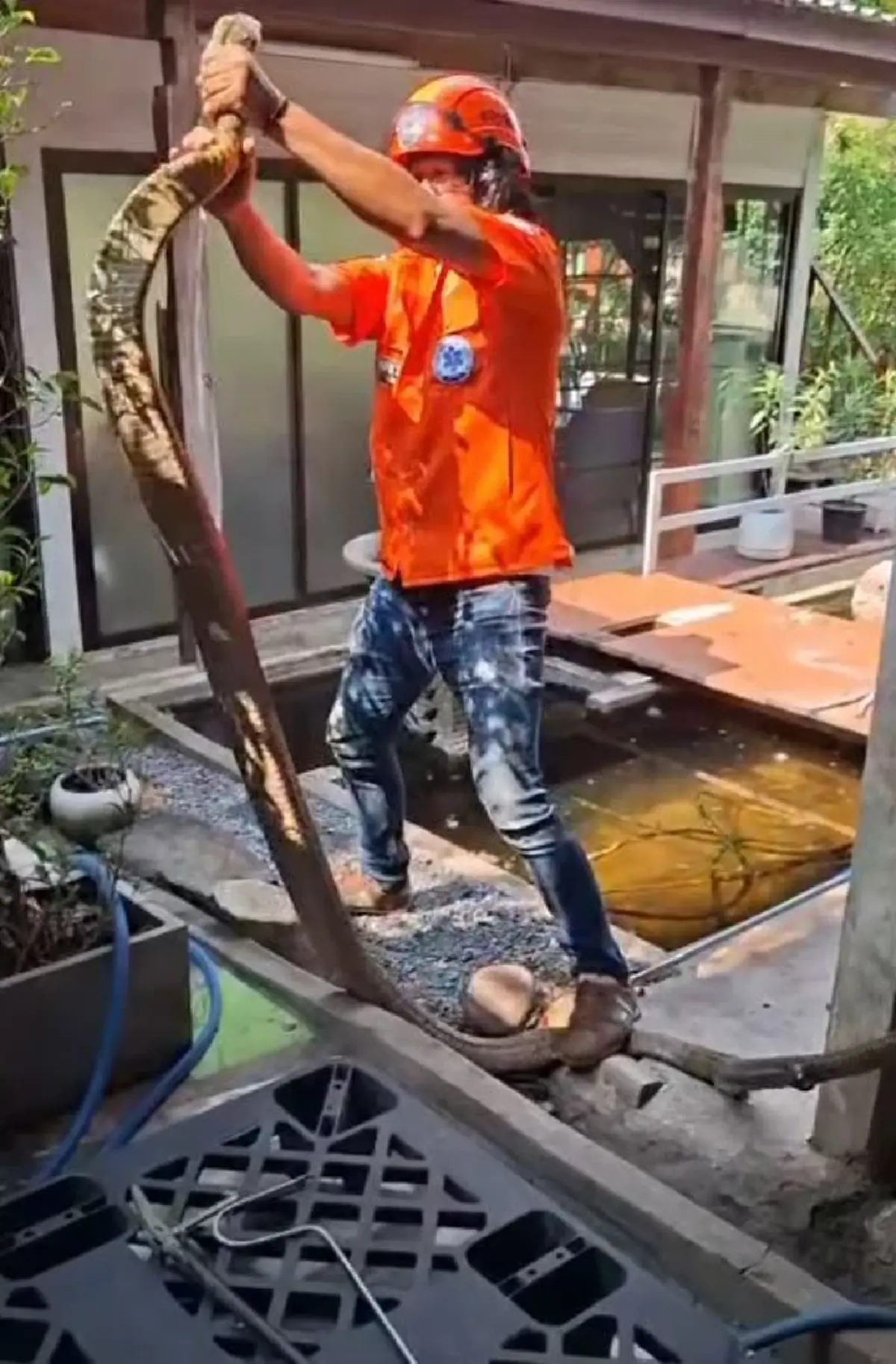 ฮือฮา จงอางยักษ์ 5 เมตรบุก ลุ้นจับระทึก แห่ส่องเลขที่บ้าน