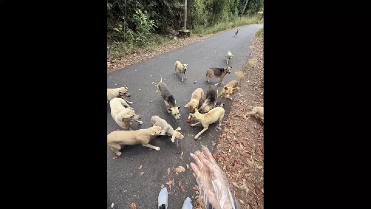 คนใจโหด! วางยาสุนัขเขาคอหงส์ 30 ตัว ตั้งรางวัลนำจับ 2 หมื่น