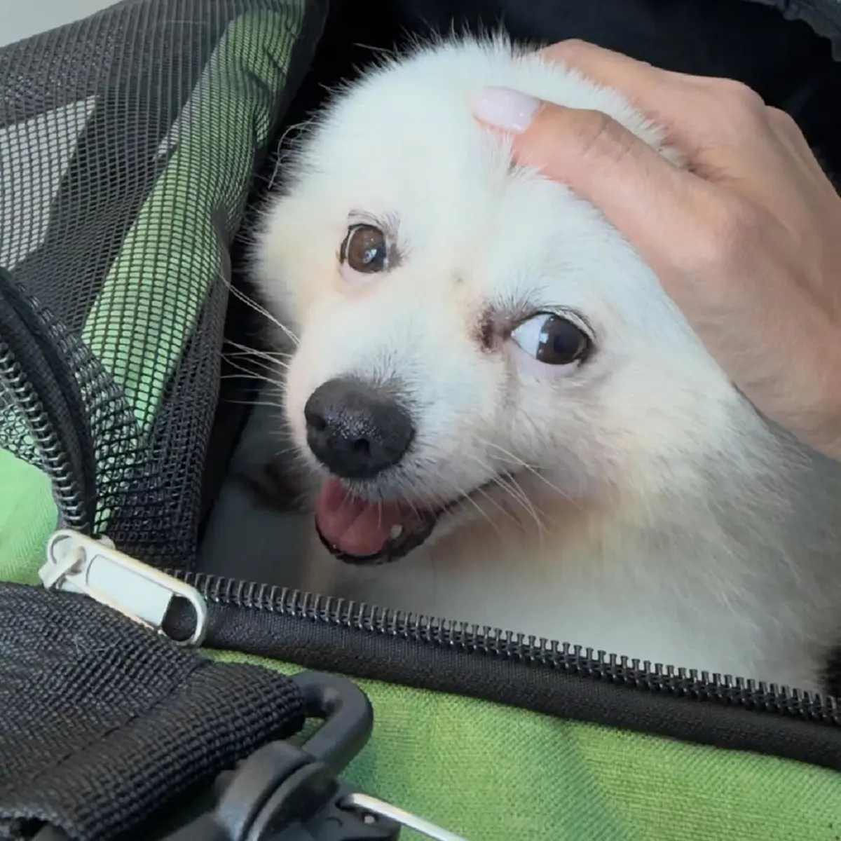 “หญิง รฐา” สูญเสีย “น้องร่ำรวย” เพื่อนรัก 11 ปี หลังป่วยหนัก