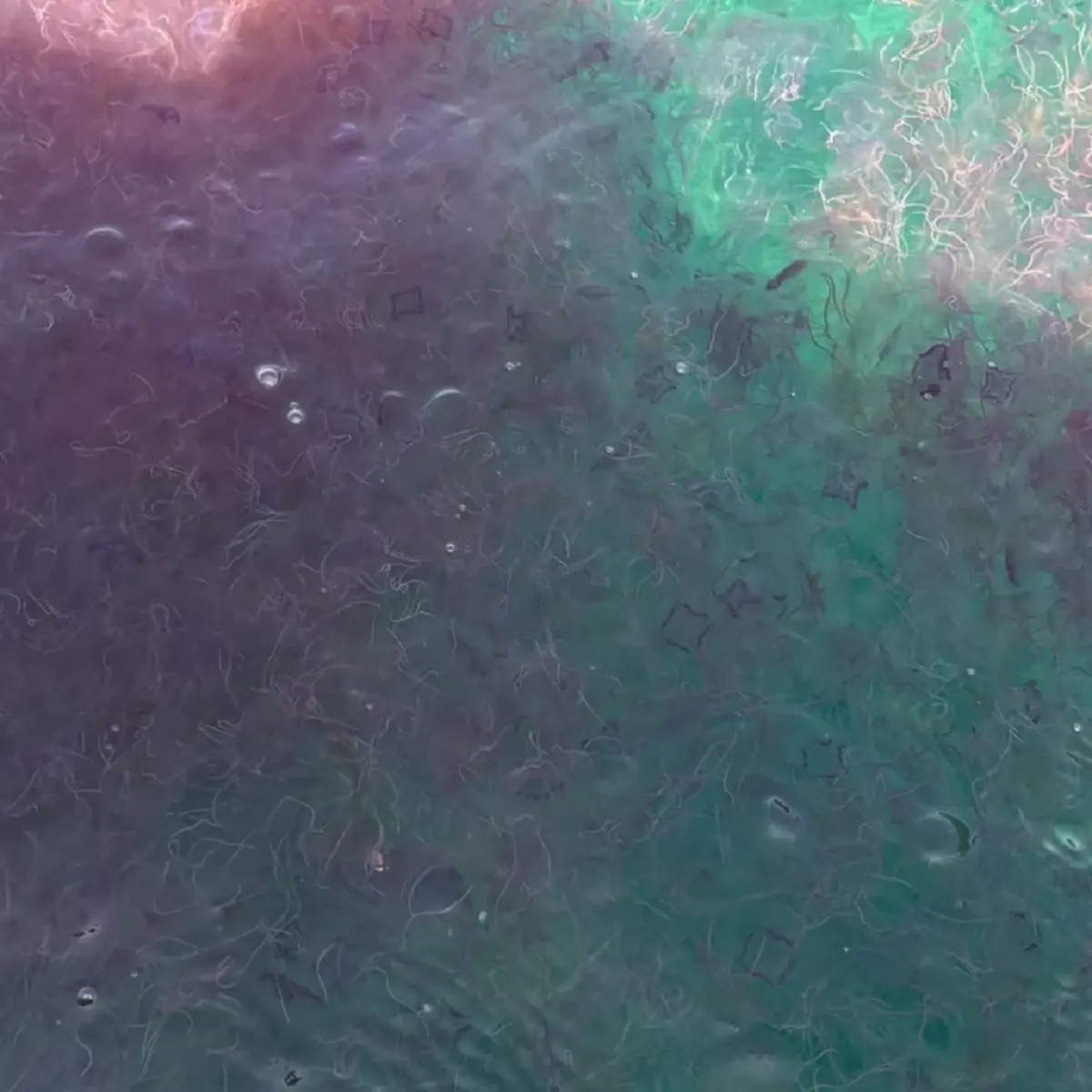 ภูเก็ตเตือนด่วน! แมงกะพรุนไฟบุกเกาะแอวหนาแน่น 100 ตัวต่อ ตร.ม.