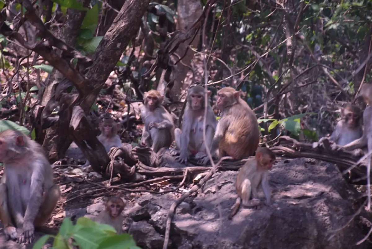 ลิงวอกเมืองเลยผอมโซ! เซ่นภัยแล้งต้องคุ้ยถังขยะประทังชีวิต