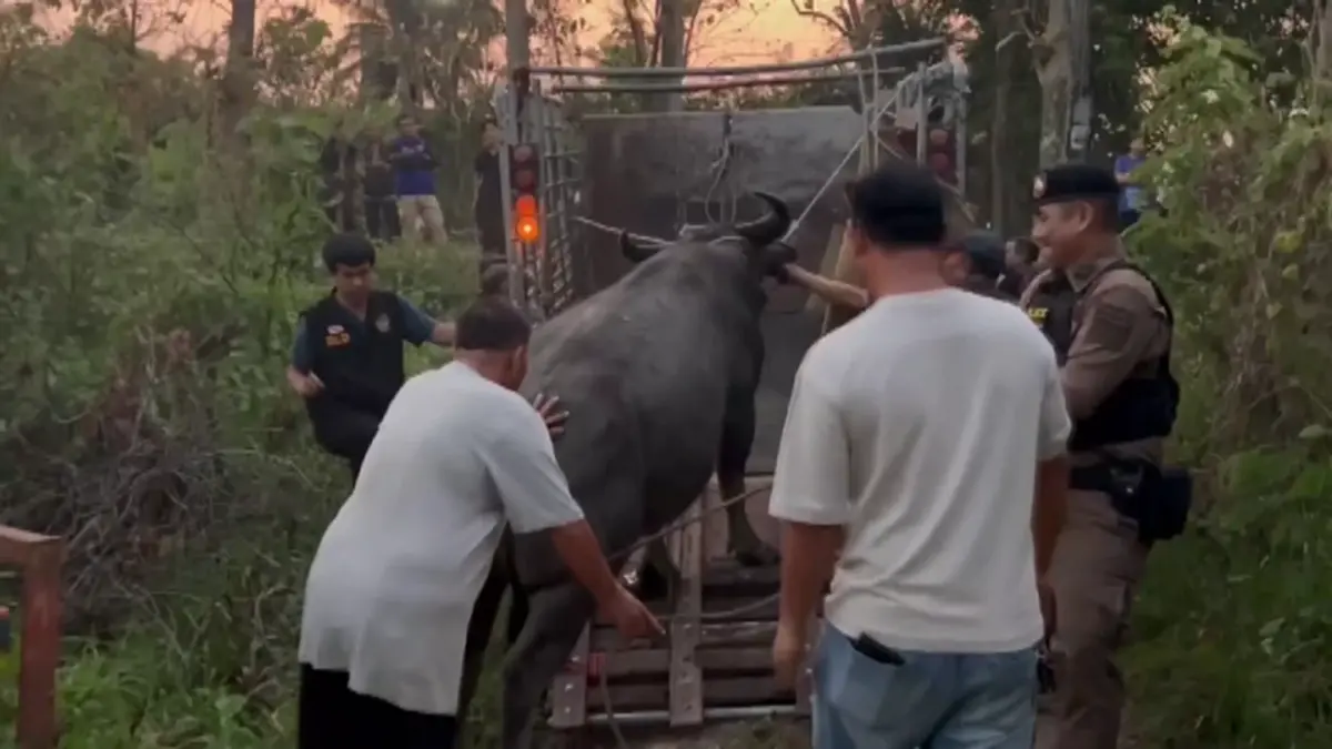 ตร.สันทรายไถ่ชีวิตควายหนีตายงานศพ หลังถูกทุบหัวสู้ชีวิตหนีรอด