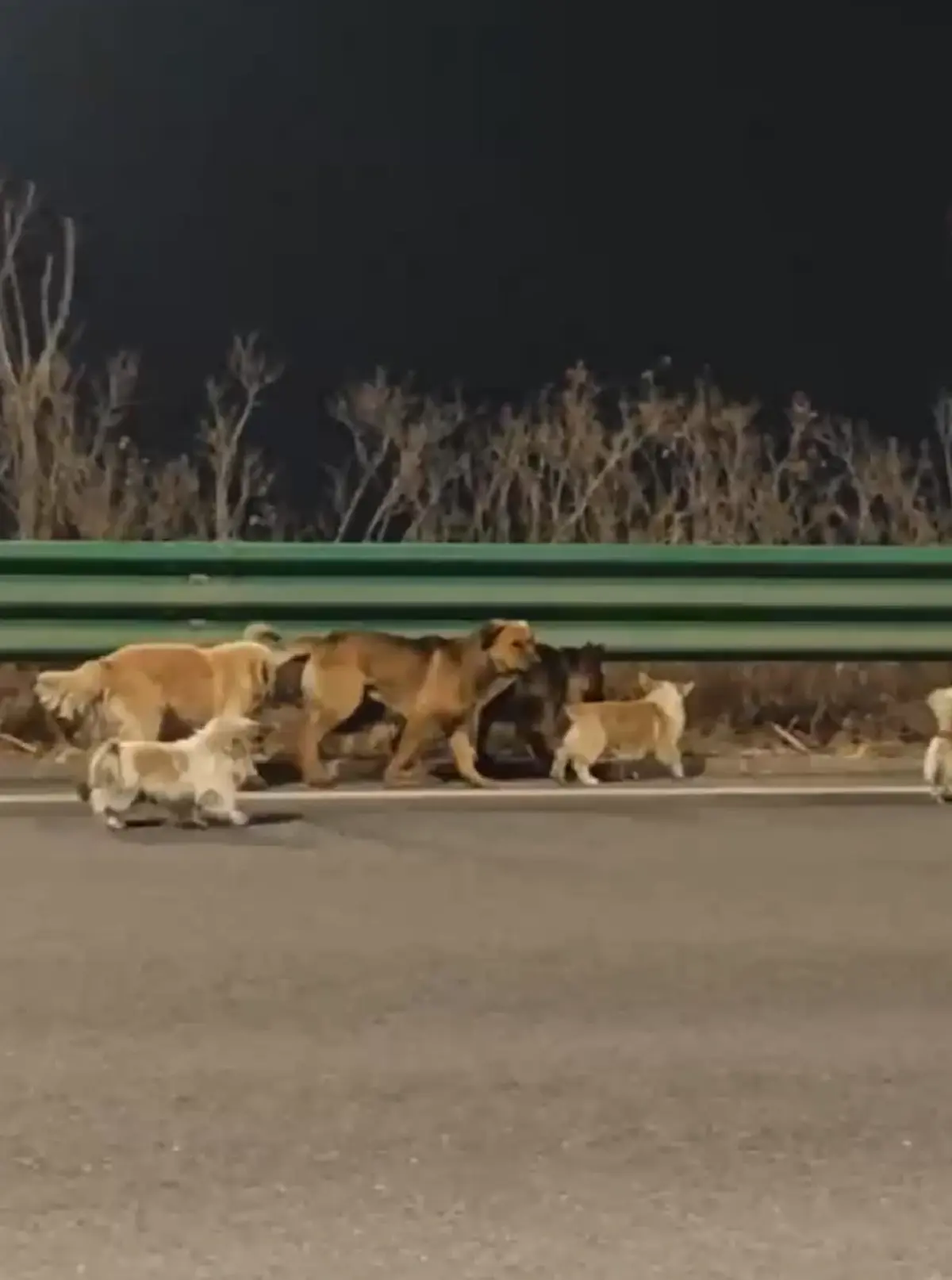 อัปเดตชีวิตล่าสุด 7 สุนัขเพื่อนแท้ ตกใจรู้ใครเป็นคนขโมยหมาไป