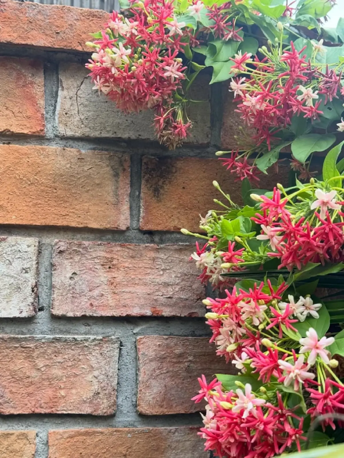 เปิดบ้านเกิด ที่สุพรรณบุรี บ้านสองชั้นสุดคลาสสิก ร่มรื่นน่าอยู่