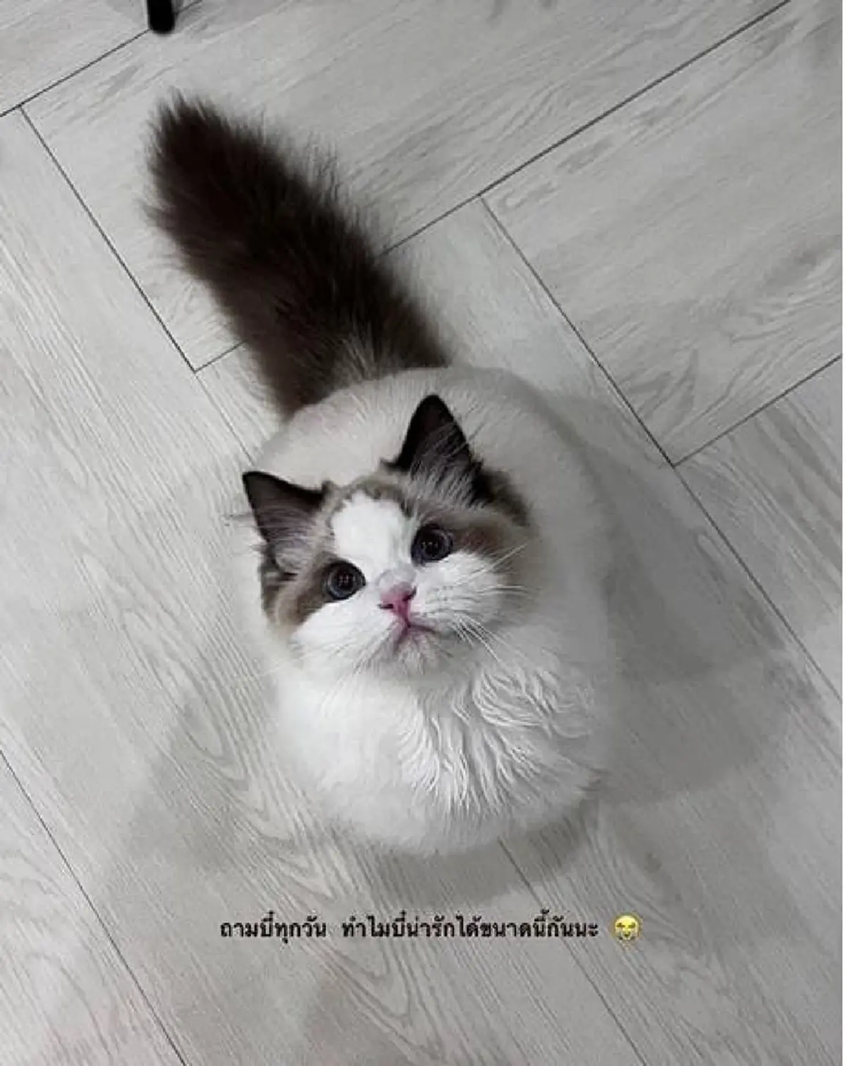 ฮือฮา ฟ้องเรียกแมวคืน มูลค่าเกือบ 6.4 แสน ชาวเน็ตแห่คอมเมนต์สนั่น