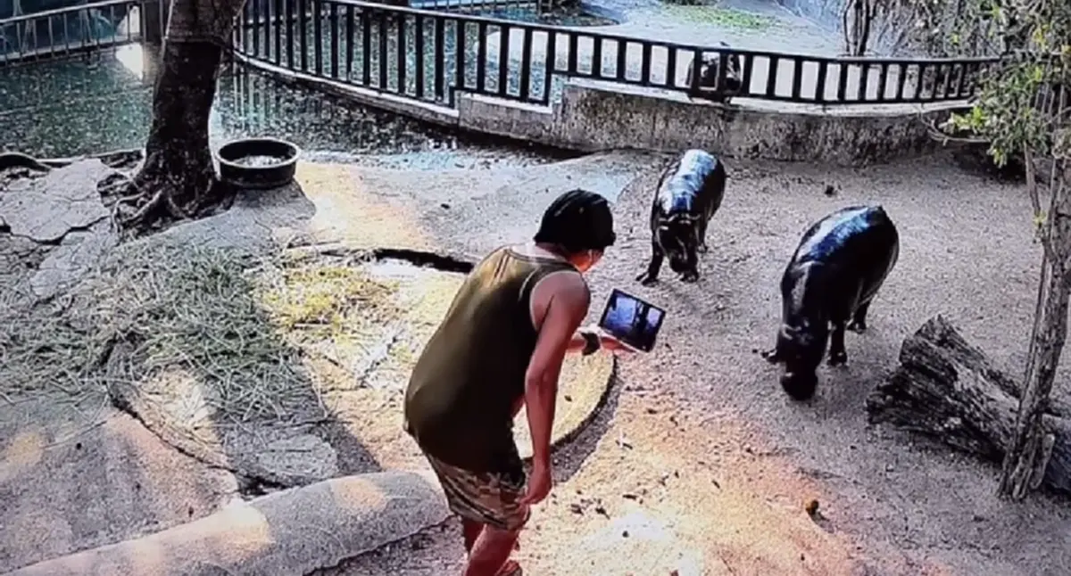 สวนสัตว์เปิดเขาเขียวดำเนินคดี นทท. ไทย แอบลงบ่อหมูเด้งหวังถ่ายคลิป