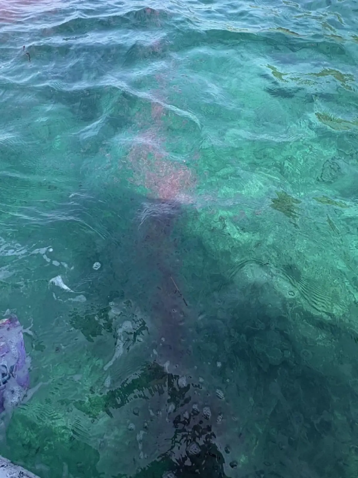 ภูเก็ตเตือนด่วน! แมงกะพรุนไฟบุกเกาะแอวหนาแน่น 100 ตัวต่อ ตร.ม.