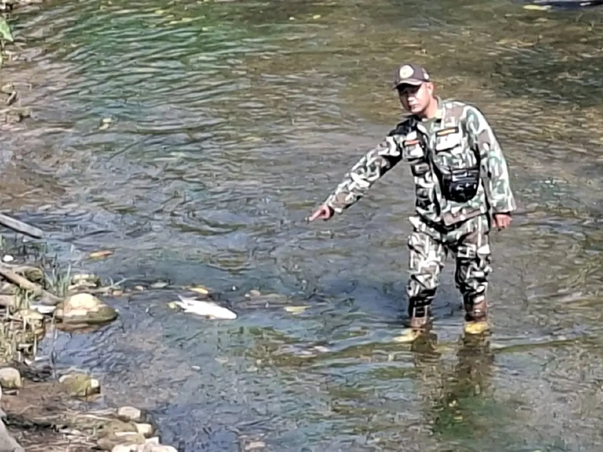 วิกฤตปางมะผ้า! ปลาแม่น้ำลางตายปริศนา สั่งห้ามกินเด็ดขาด