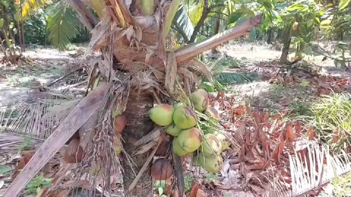 แบกไม่ไหว! เจ้าของสวนกระบี่รื้อทิ้งมะพร้าว 6 ไร่ เซ่นพิษราคาดิ่ง