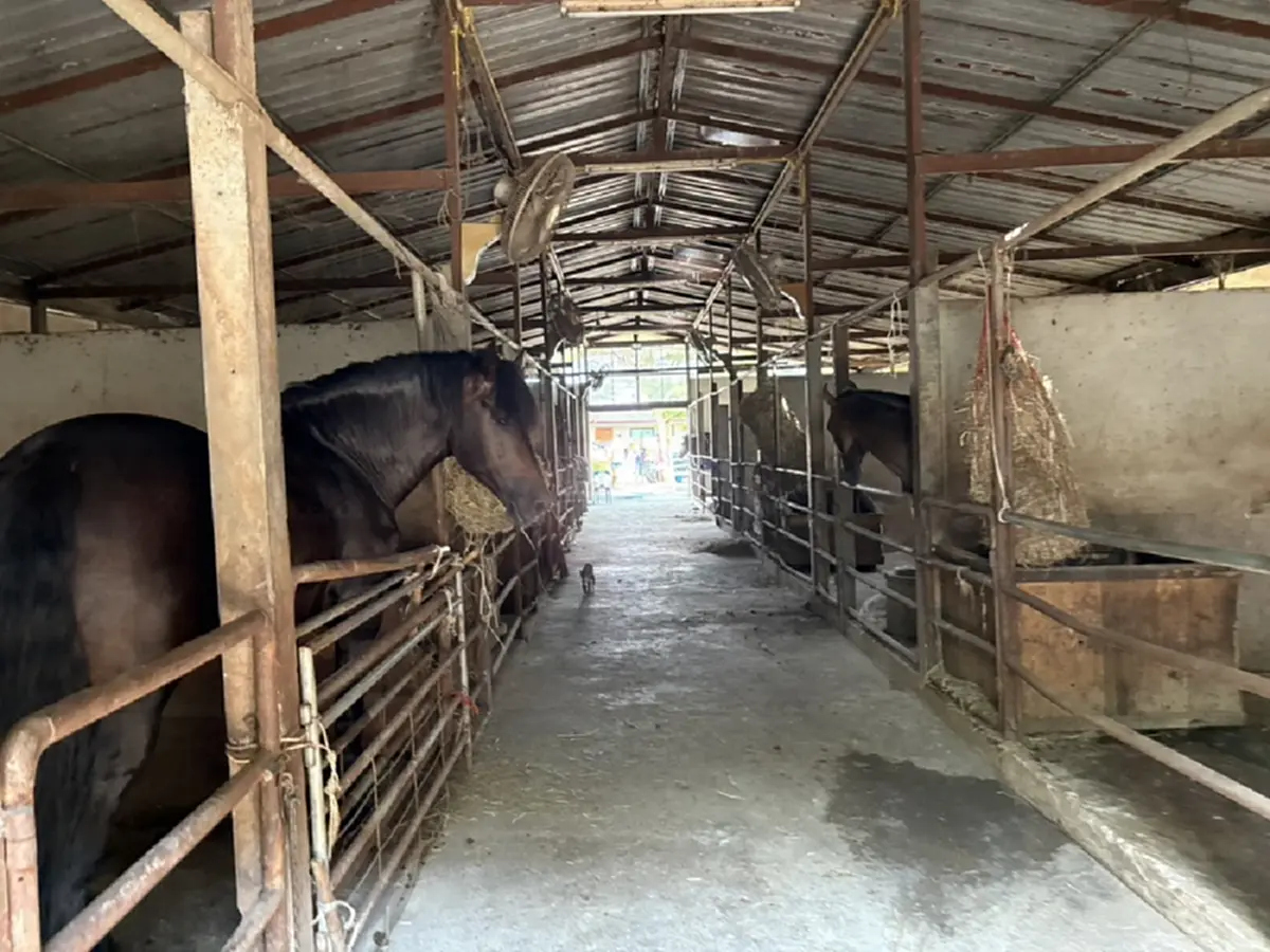 อาจารย์สักยันต์ชื่อดังควบม้าคู่ใจตระเวนหาซื้อน้ำมันปั๊มหลอด