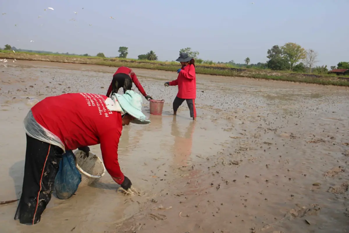 วิกฤตน้ำมันแพทำพิษ! ชาวนากุ้งกาฬสินธุ์อ่วม จี้รัฐเร่งแก้ไข