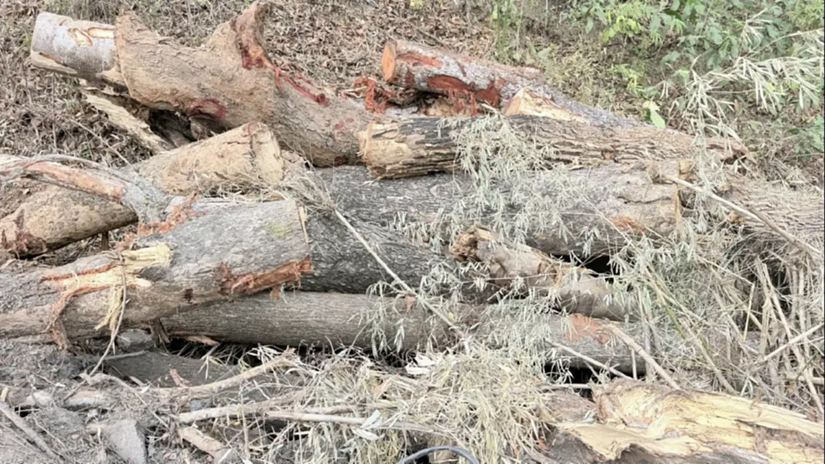 จับมอดไม้เชียงดาว! อ้างชื่อรับเหมาทางหลวงบุกรุกอุทยานฯ