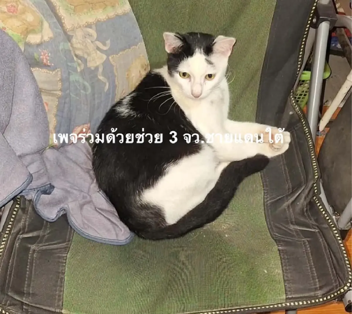 รุมสาป ตชด.กร่าง ลงมือแมว 2 แม่ลูกคาฐาน อ้างเหตุผลเกินรับได้