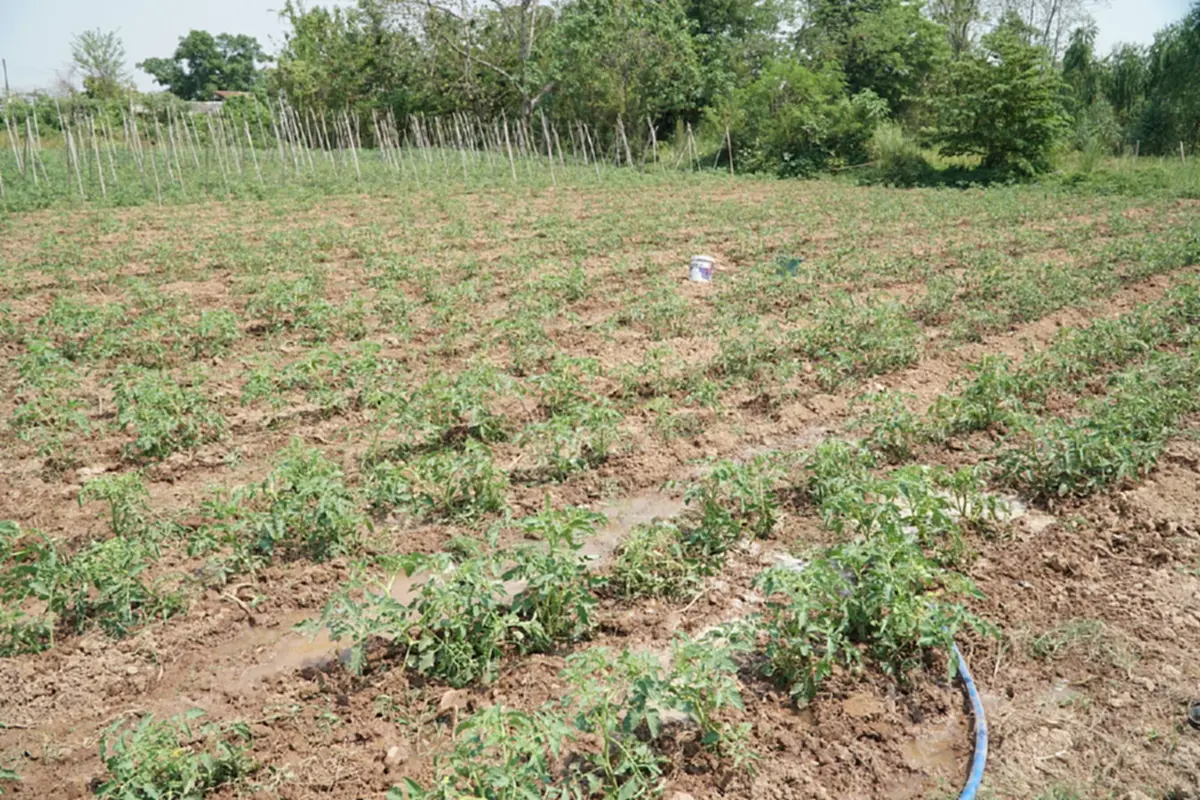 น้ำมันพุ่ง-ปุ๋ยขยับ ชาวสวนมะเขือเทศหนองคายโอด วอนรัฐตรึงราคา