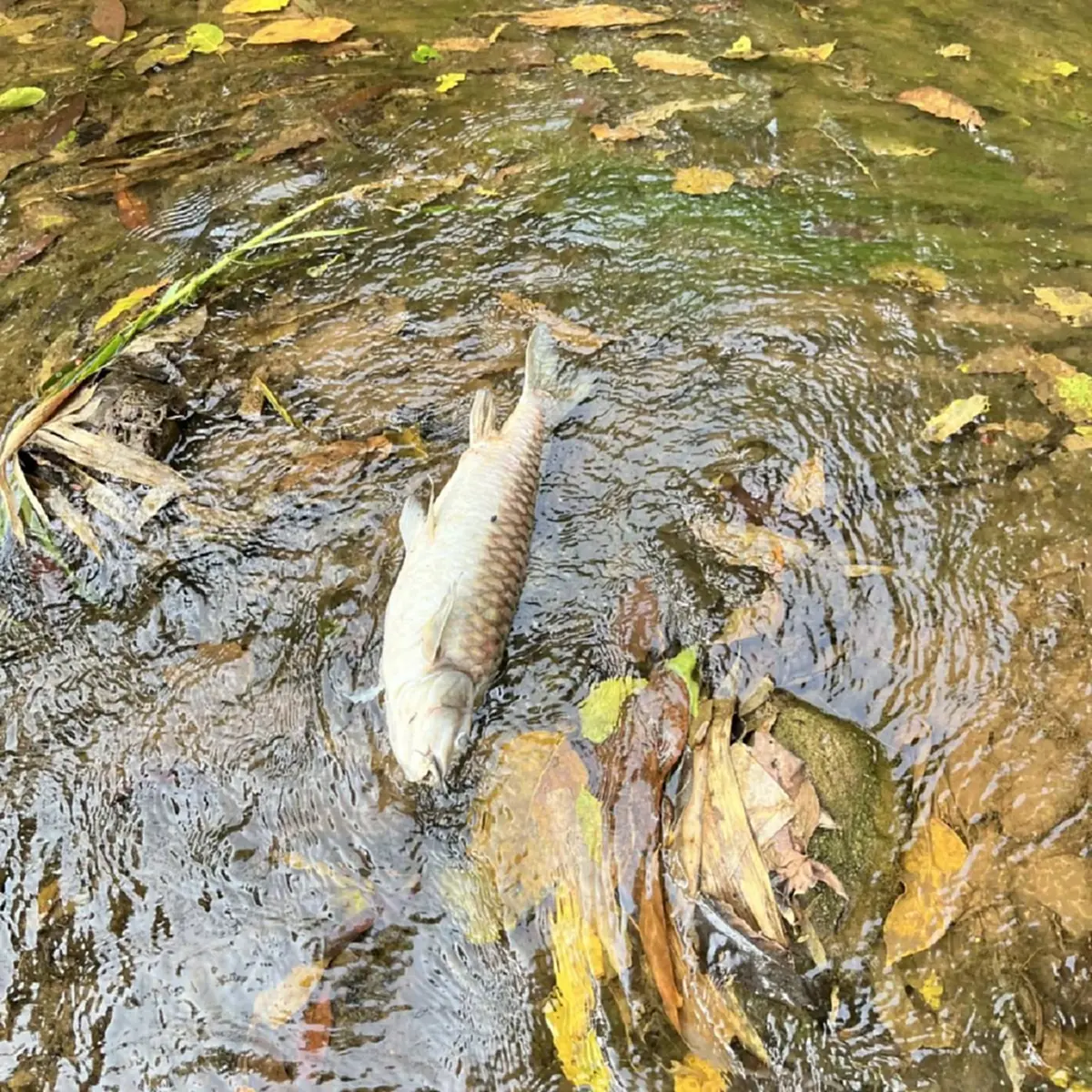 วิกฤตปางมะผ้า! ปลาแม่น้ำลางตายปริศนา สั่งห้ามกินเด็ดขาด