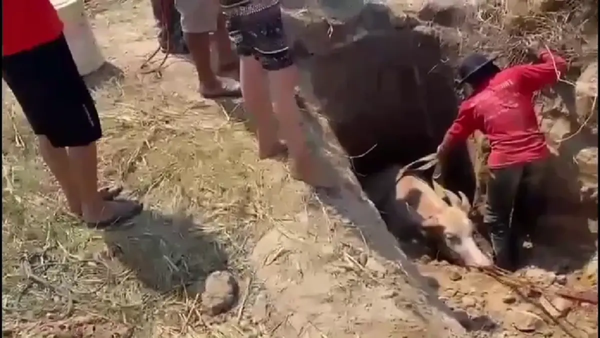 กู้ภัยนครนายกช่วย "น้องมะลิ" ลูกควายตกบ่อลึก 2 เมตรปลอดภัย