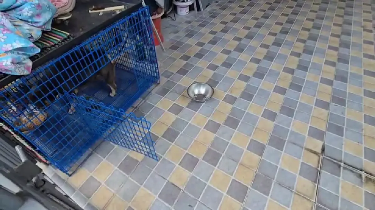 บุกช่วยสุนัขเฟรนช์บูลด็อกดอนเมือง ถูกขังตากแดดขาอ่อนแรง