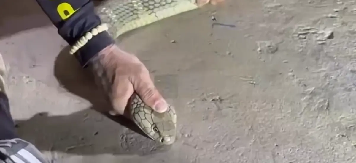 ส่องบ้านเลขที่ งูจงอางยักษ์ ยาวกว่า 3 เมตรบุก เลื้อยซุกมุมบ้าน