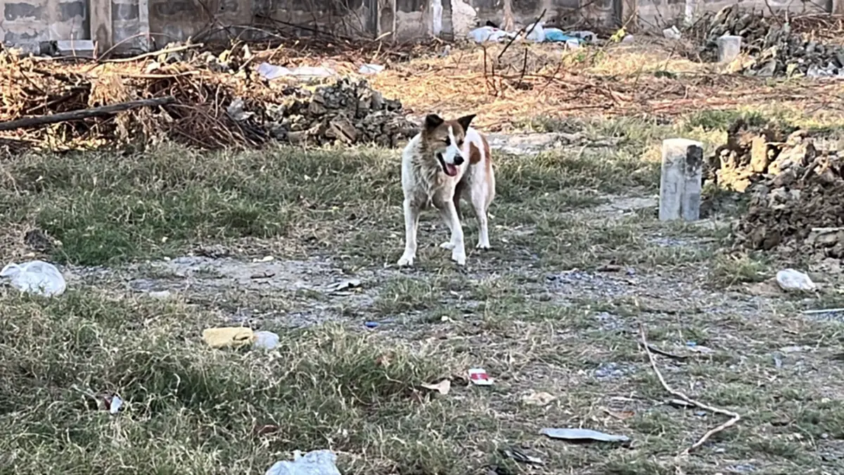 สะเทือนใจ! เจ้าของย้ายบ้านทิ้งหมาเฝ้าซอยปากเกร็ด สภาพสุดเวทนา