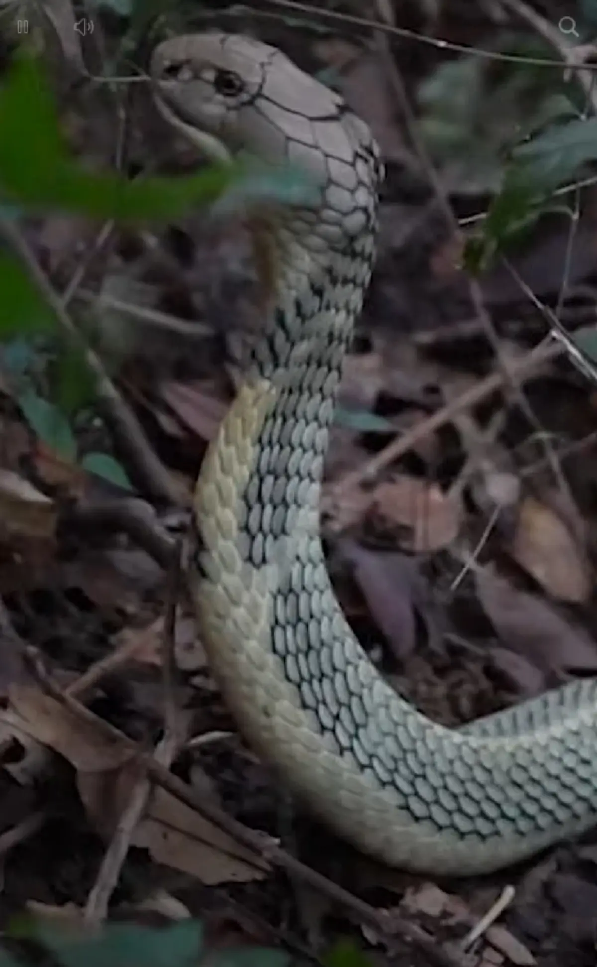 ฮือฮา บุกจับ "จงอางขาว" ยาว 4 เมตร ชาวบ้านเชื่อเป็นงูเจ้าที่