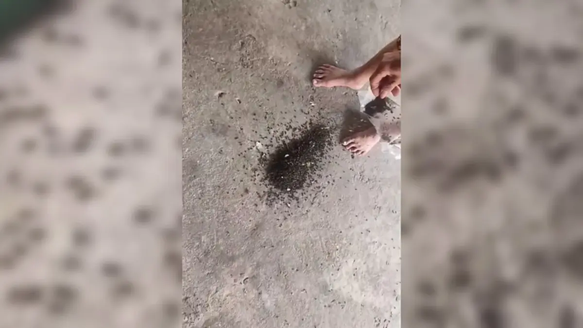 เดือดร้อนหนักวิกฤตแมลงวันบุกหมู่บ้าน! นับแสนตัวเกลื่อนบ้าน