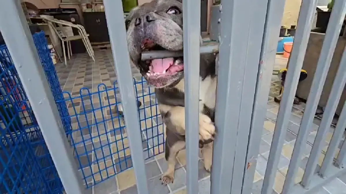 บุกช่วยสุนัขเฟรนช์บูลด็อกดอนเมือง ถูกขังตากแดดขาอ่อนแรง