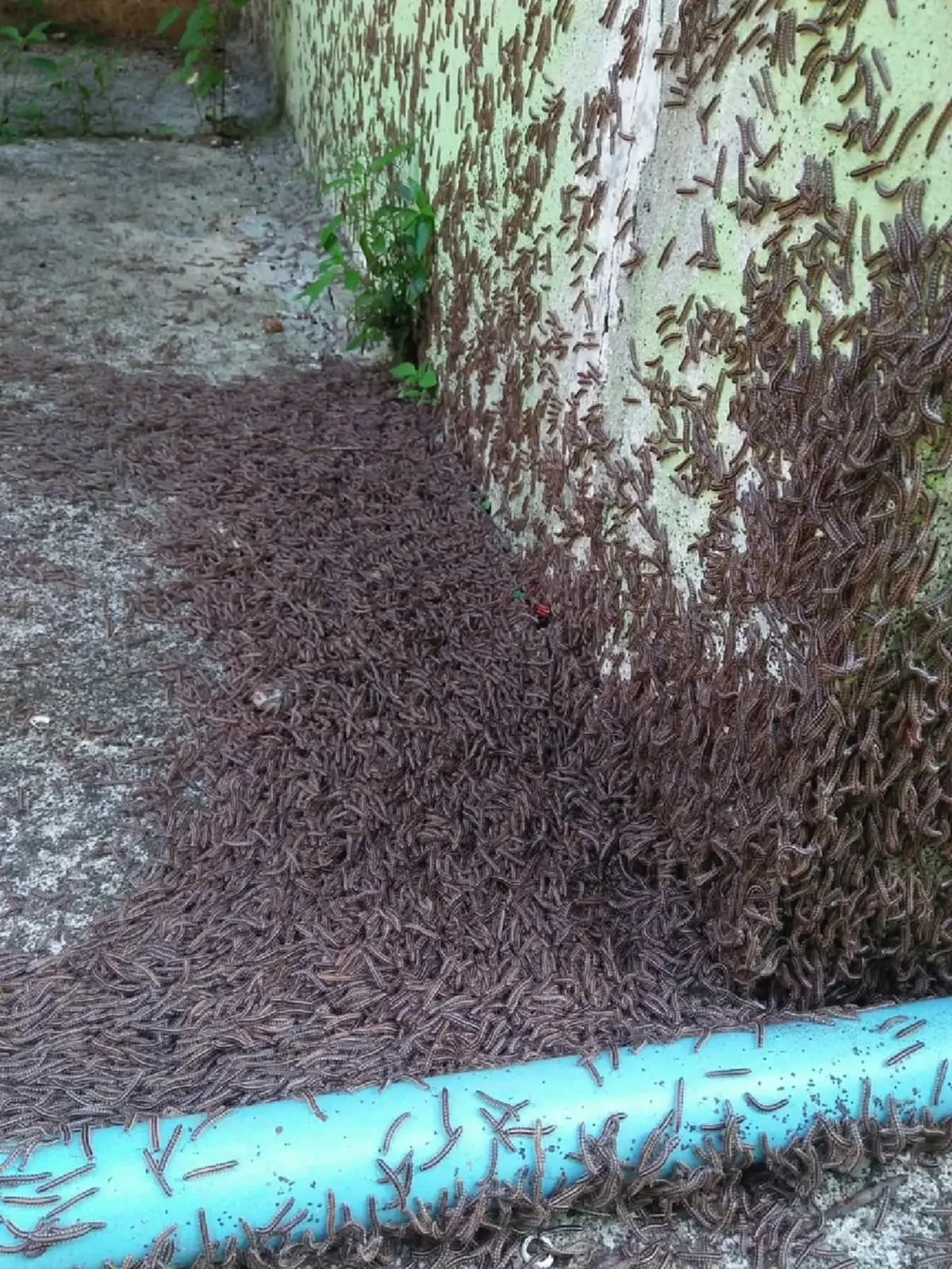 สยอง "ตัวประหลาด" นับพันตัว บุกหลังบ้าน ล่าสุดรู้แล้ว คือตัวอะไร 