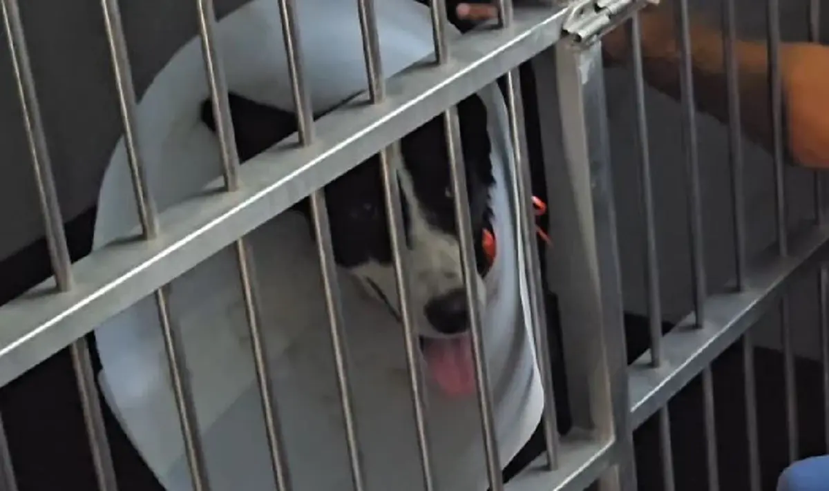 จับแล้วหนุ่มทำร้ายหมาจร หลักฐานมัดแน่น ข้ออ้างเหลือเชื่อ