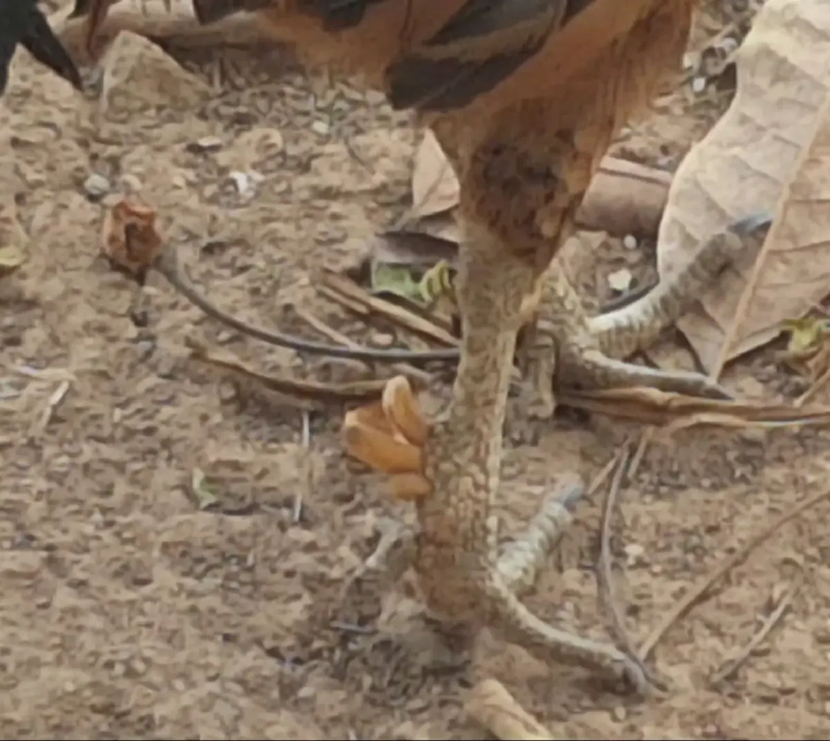 ฮือฮาพะเยา! "ไก่เดือยแฝด–เดือยสาม" สุดแปลกหาชมได้ยาก