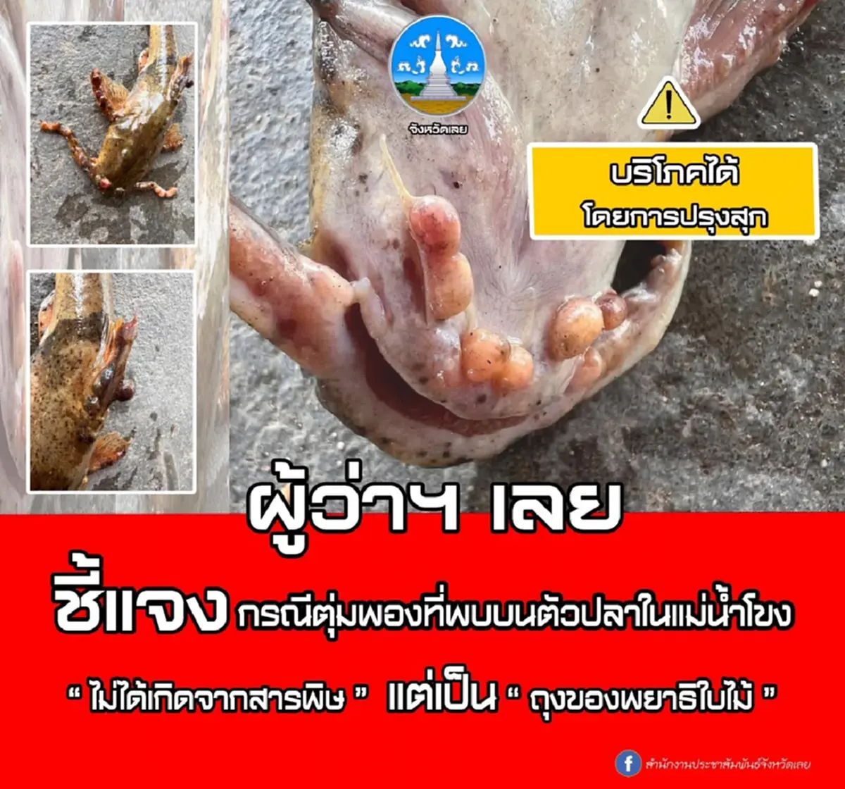 รู้แล้วเกิดจากอะไร "ปลาแค้มีตุ่ม" เปิดผลตรวจสอบ ปรุงสุกกินได้