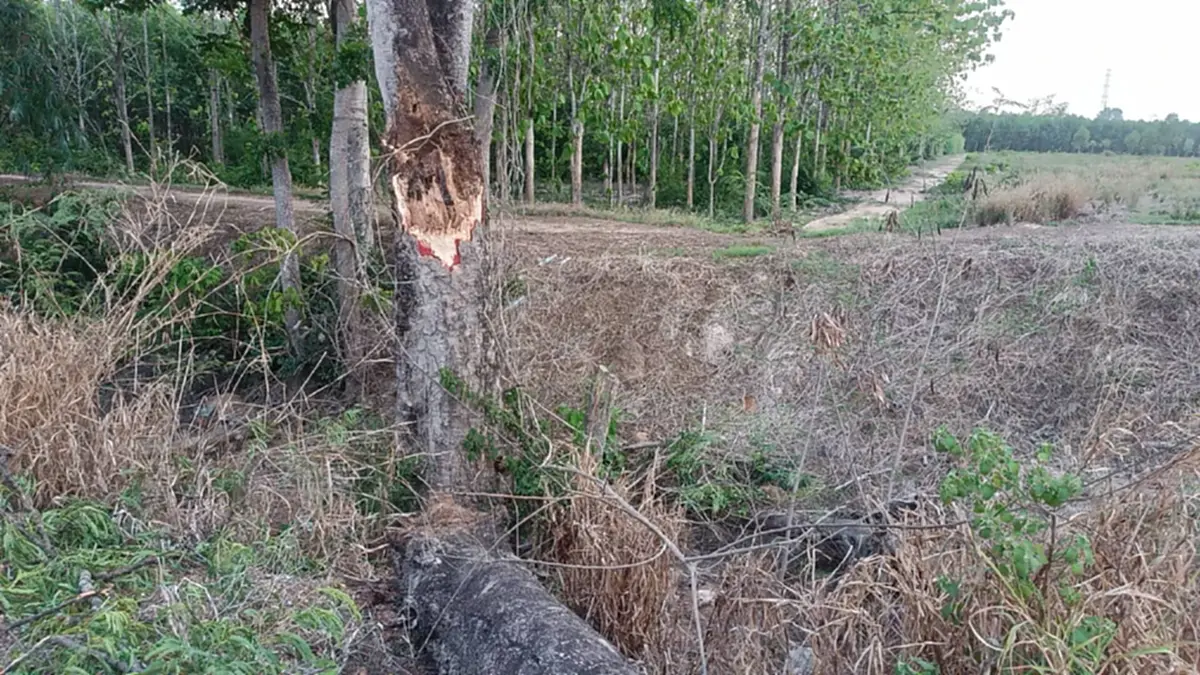 สลดกลางพายุ! หนุ่มโรงงาน ขี่รถกลับบ้าน ถูกกิ่งไม้ใหญ่โค่นฟาดดับ