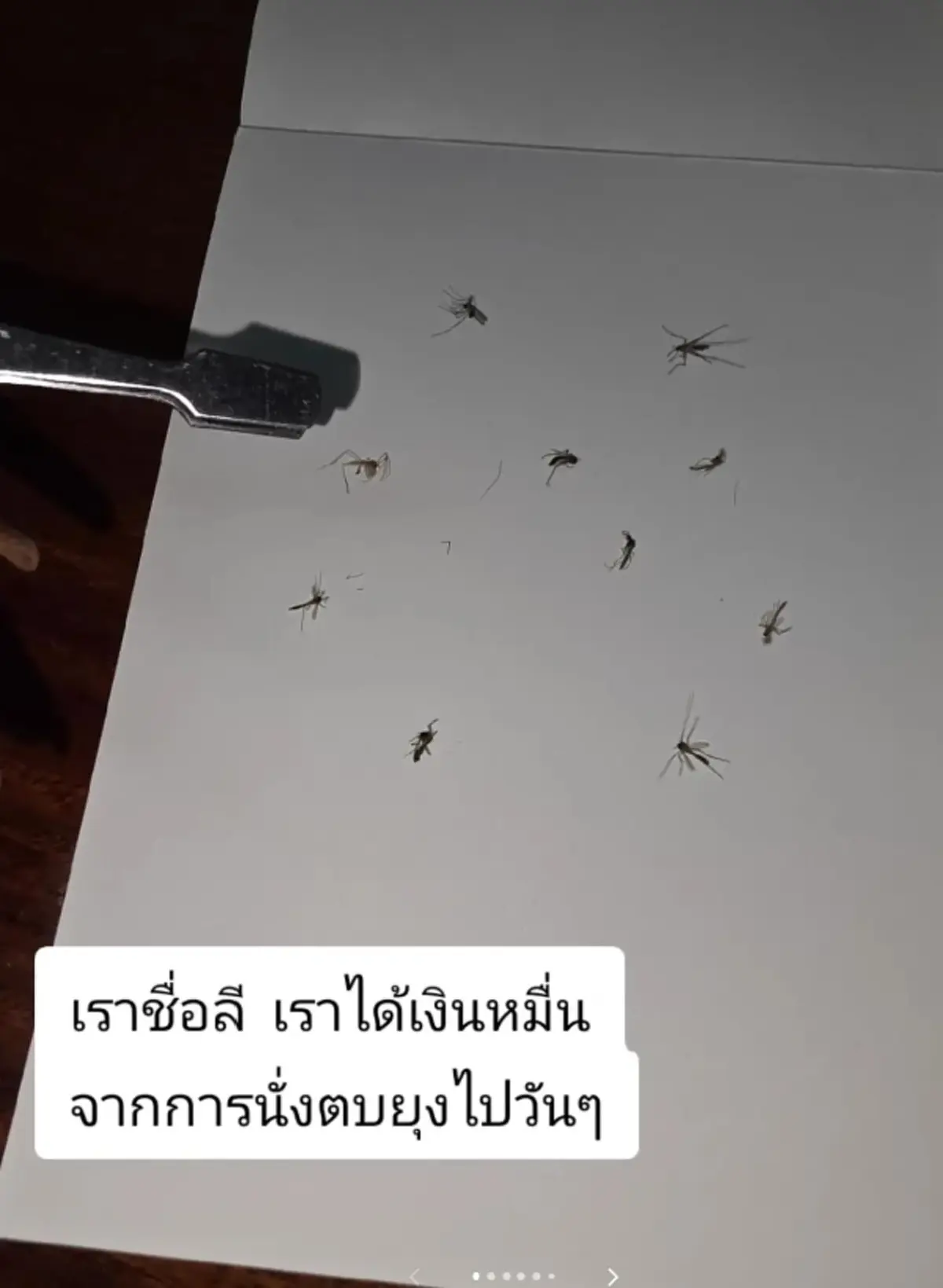 สาวปิ๊งไอเดียแปลก ทำเงินจากยุง ขายดีเกินคาด งานนี้จับแทบไม่ทัน